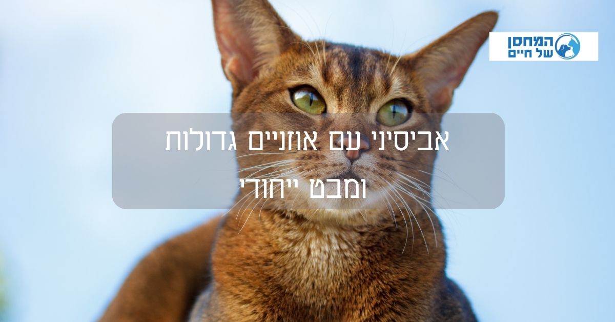 אביסיני עם אוזניים גדולות  ומבט ייחודי